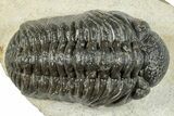 Morocops Trilobite - Visible Eye Facets #251023-2